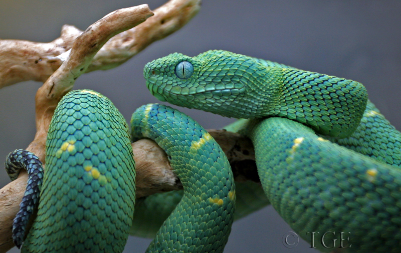 Atheris Chlorechis portrait, Thomas Eimermacher